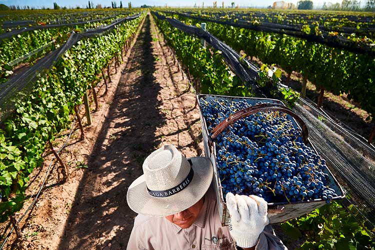 worker carrying bucket of grapes to the bin with vineyard view in background