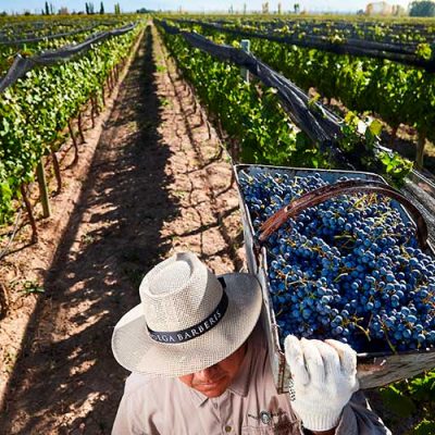 worker carrying bucket of grapes to the bin with vineyard view in background